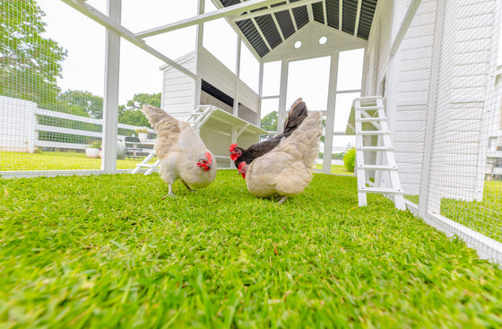 Modern Countryside Open Concept Chicken Coop (DDP-1554PVC)