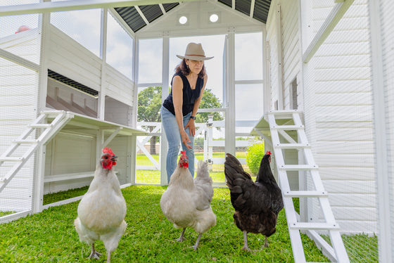 Modern Countryside Open Concept Chicken Coop (DDP-1554PVC)