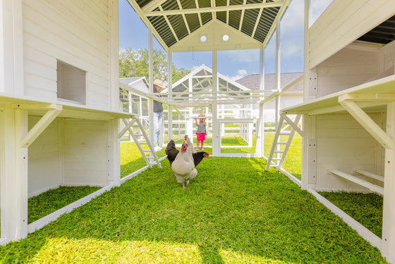 Modern Countryside Open Concept Chicken Coop (DDP-1554PVC)