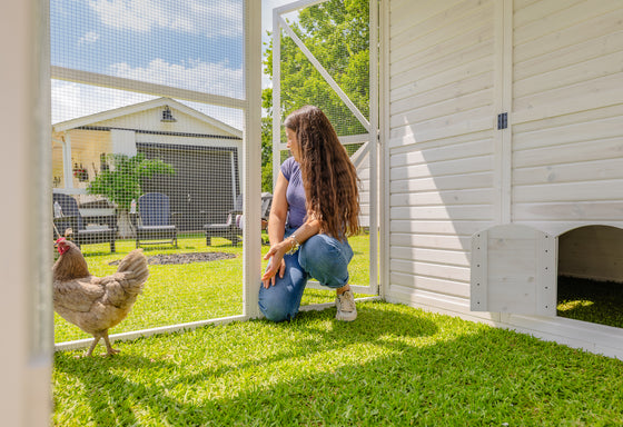 Modern Chicken Barn (DDP-1553PVC)