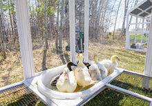  Duck Pool
