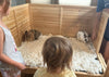 Raised Guinea Pig & Rabbit House (DDP-2332C)