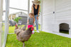 Modern Chicken Barn Coop – Spacious, Durable Chicken Houses (DDP-1553PVC)