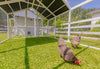 Modern Chicken Coop + Universal Chicken Pen Combo (DDP-1553-1708)
