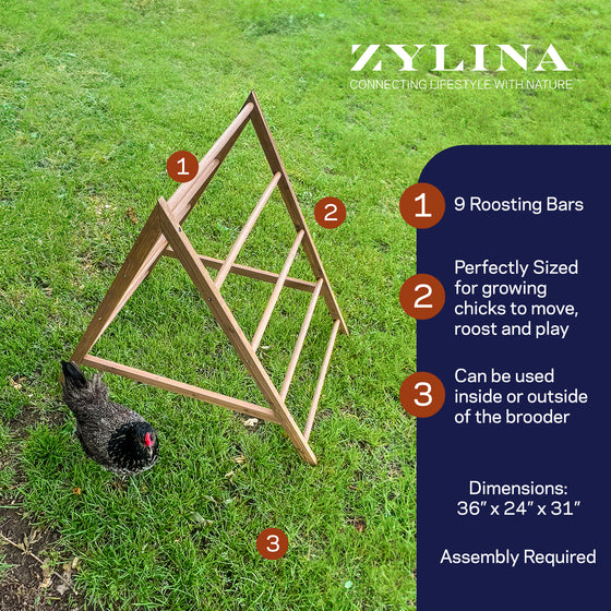 Play-N-Roost Chick Activity Center (DDP-2283L)