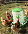 Chicken Feeder 26 lbs - Green (Z-FGL)