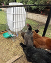 Hydration Station Chicken Waterer 13 Gallon