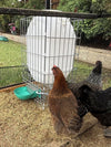 Hydration Station Chicken Waterer 13 Gallon