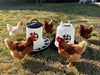 Zylina Chicken Waterer 1.5 Gallon and Feeder 13 lbs Combo in Black (Z-PBScombo)