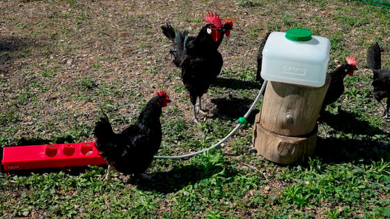 Zylina Automatic Waterer Kit for Chickens (G-11660)