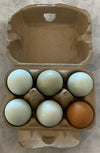 Zylina Egg Carton (6 Eggs) – 25 Pack (Z-Eggs6-25)