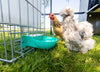 Hydration Station Chicken Waterer 13 Gallon