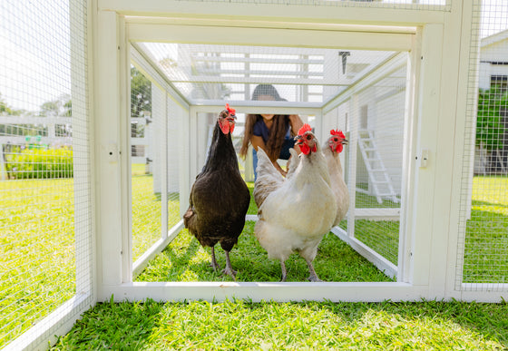Coop Connection