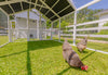 Modern Chicken Barn & Modern Universal Poultry Pen Combo Offer