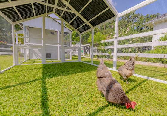 Modern Chicken Barn & Modern Universal Poultry Pen Combo Offer