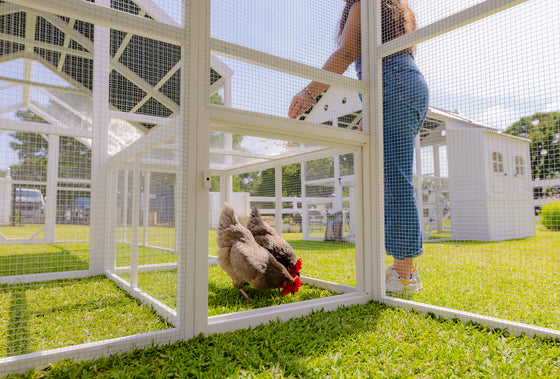 Modern Chicken Barn & Modern Universal Poultry Pen Combo Offer