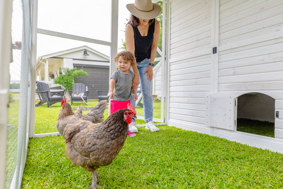 Modern Chicken Barn & Modern Universal Poultry Pen Combo Offer