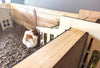 Healthy Habitat for Guinea Pigs - 2 Bay (DDP-2291L)