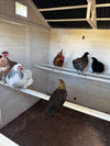 Modern Chicken Barn (DDP-1553PVC)