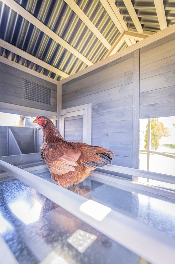 Walk In Hen House with PVC Roof